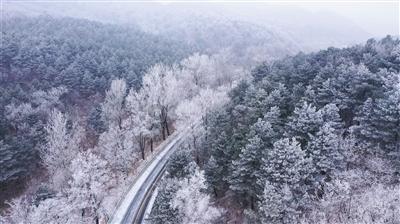 大山羔羊逃生